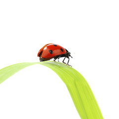 ladybug on grass