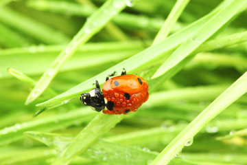 ladybug on grass