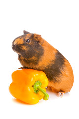 guinea pig about pepper , isolated