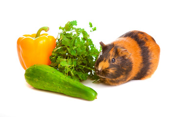 guinea pig about vegetables, isolated