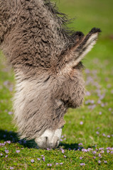 A donkey standing in a pasture.