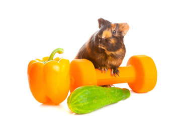 guinea pig about vegetables and a dumbbell , isolated