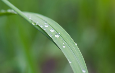 Green grass with water drops