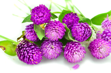 purple flowers isolate on white bcakground