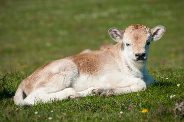 podolian calf