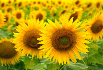 Sunflowers