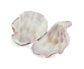Sea shells on white background