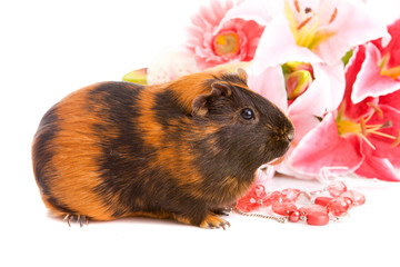 guinea pig  about flowers and, isolated