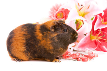 guinea pig  about flowers and, isolated