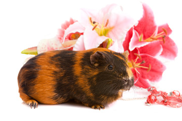 guinea pig  about flowers and, isolated