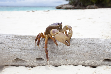 Poo Kai crab in Tachi island southern of thailand