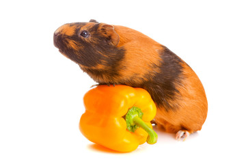 guinea pig about pepper , isolated