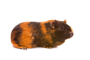 guinea pig, isolated