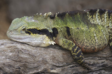 Eastern Water Dragon, Physignathus lesueurii, Western Australia
