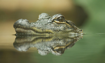 Fototapeta premium Baby Crocodile with reflection