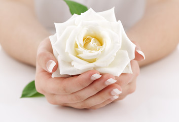 Woman's hands with white rose