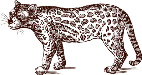 leopard