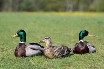 Mallard, Anas platyrhynchos