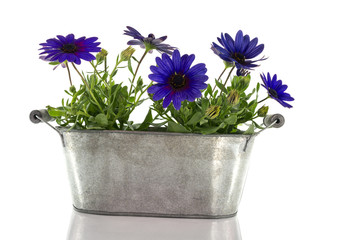 blue spanish daisy on white background