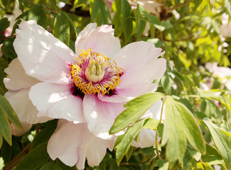 Peony tree