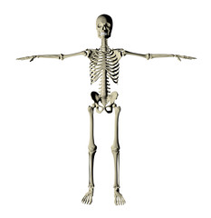 Scheletro persona corpo