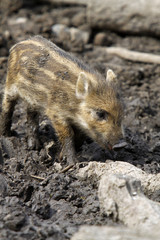 Wildschweine Frischling