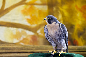 Peregrine Falcon