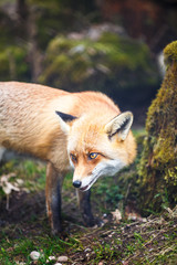 Red Fox (Vulpes vulpes)