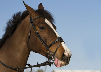 Portrait of nice brown horse with tongue out