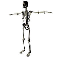 Scheletro persona corpo