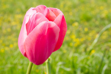 pink tulip