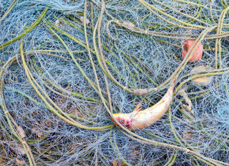 fish were caught with nets