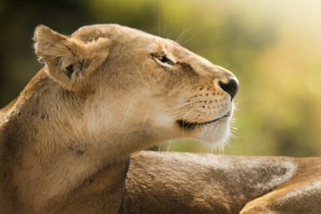sguardo di leonessa