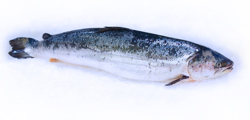 Salmon in the snow