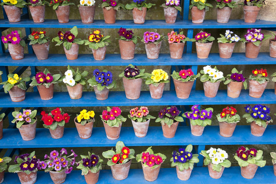 Rows of colourful primula auricula in flower pots lined up on shelves