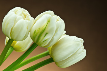 Białe tulipany - obrazy, fototapety, plakaty