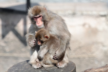 Japanese Macaque (Macaca fuscata), also known as the Snow Monkey