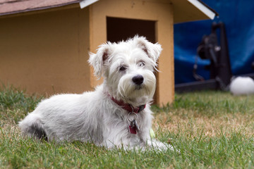 schnauzer in front of his dog house outdoor