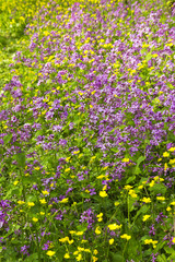 Fototapeta premium Spring flowers