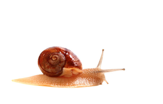 Little snail