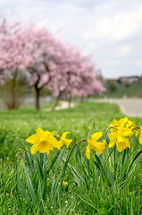 Narzissen mit bl&uuml;henden Mandelb&auml;umen im Hintergrund
