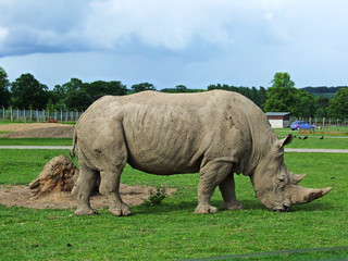 Obraz premium Rhinosaurus