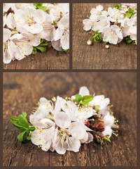 Apricot blossom. Set of spring flowers