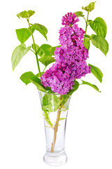 Beautiful   Lilac in the Vase. Isolated over white .