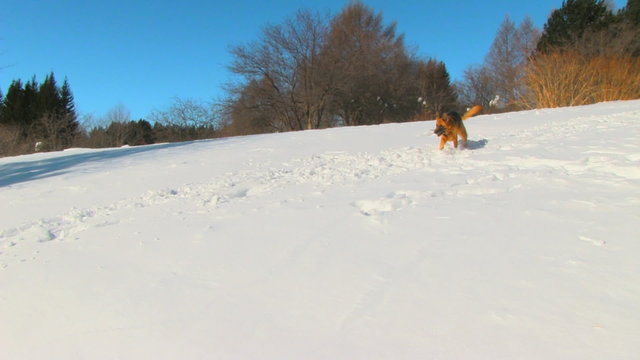 Dog in winter country