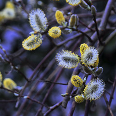 Obraz premium Weidenkätzchen