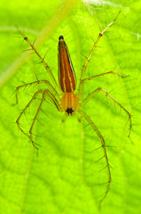 Male lynx spider