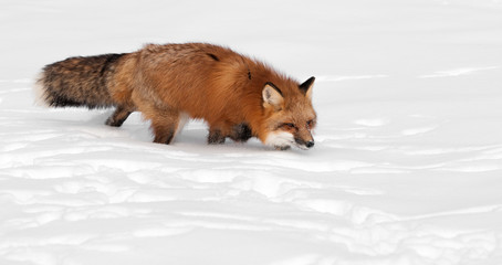 Red Fox (Vulpes vulpes) Trots Right - With Copy Space
