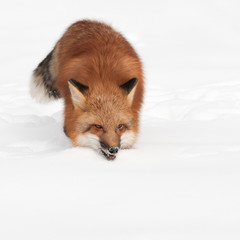Red Fox (Vulpes vulpes) Trots Forward with Copy Space