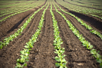 Fototapeta na wymiar Rows of fresh salad on an agriculture field